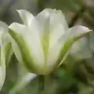 Spring Green